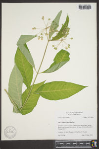 Asclepias exaltata image