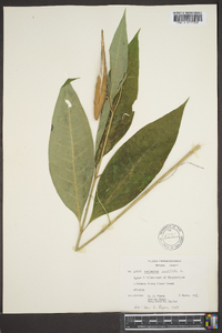 Asclepias exaltata image