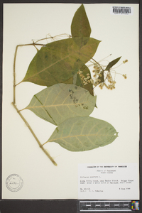 Asclepias exaltata image