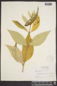 Asclepias exaltata image