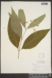 Asclepias exaltata image