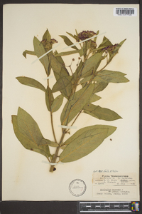 Asclepias incarnata subsp. pulchra image