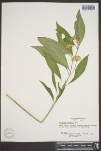 Asclepias perennis image