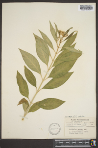 Asclepias perennis image