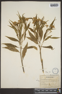 Asclepias perennis image