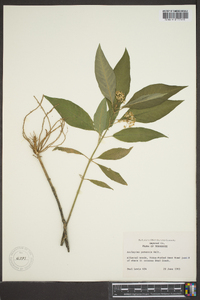 Asclepias perennis image