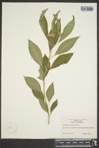 Asclepias perennis image