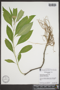 Asclepias perennis image