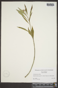 Asclepias perennis image