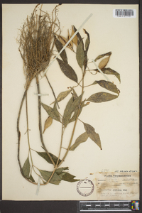 Asclepias perennis image