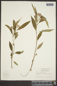 Asclepias perennis image