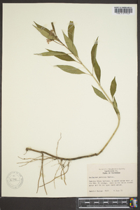 Asclepias perennis image