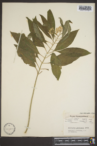 Asclepias perennis image