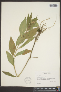 Asclepias perennis image