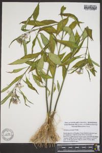 Asclepias perennis image