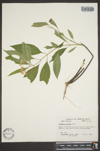 Asclepias perennis image