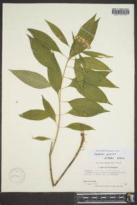 Asclepias perennis image