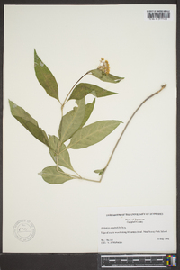 Asclepias quadrifolia image