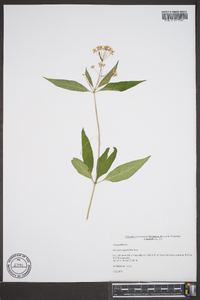 Asclepias quadrifolia image