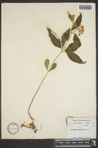 Asclepias quadrifolia image