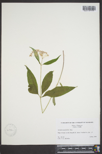 Asclepias quadrifolia image