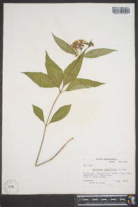 Asclepias quadrifolia image