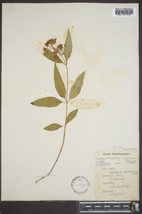 Asclepias quadrifolia image