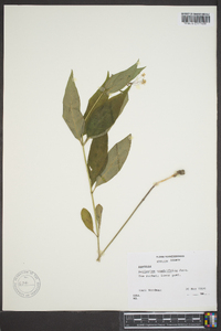 Asclepias quadrifolia image