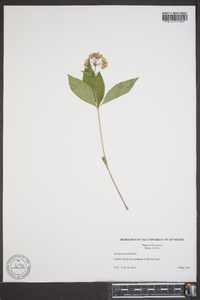 Asclepias quadrifolia image