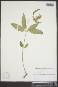 Asclepias quadrifolia image