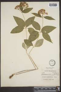 Asclepias quadrifolia image