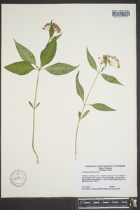 Asclepias quadrifolia image