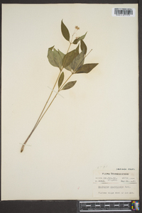 Asclepias quadrifolia image