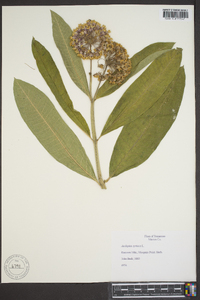 Asclepias syriaca image