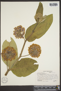 Asclepias syriaca image