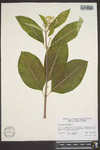 Asclepias variegata image