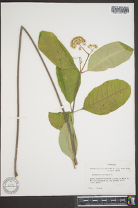 Asclepias variegata image