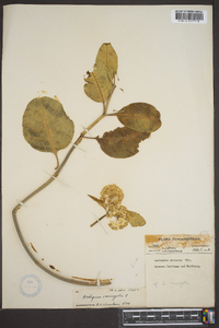 Asclepias variegata image