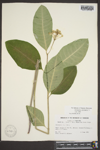 Asclepias variegata image