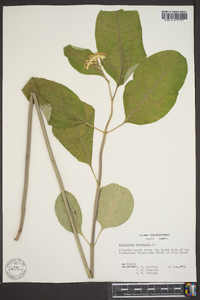 Asclepias variegata image