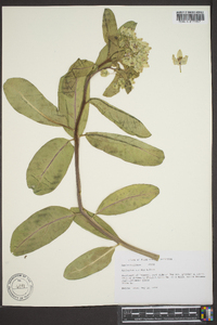 Asclepias viridis image