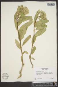 Asclepias viridis image