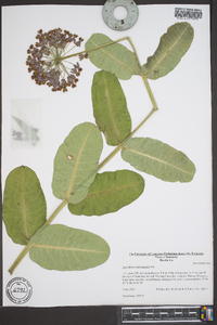 Asclepias amplexicaulis image