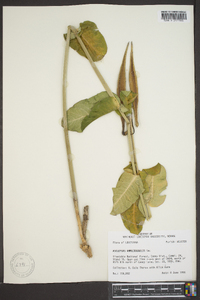 Asclepias amplexicaulis image