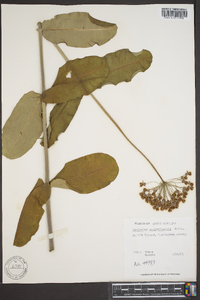 Asclepias amplexicaulis image