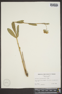 Asclepias connivens image