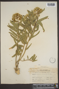 Asclepias asperula subsp. capricornu image