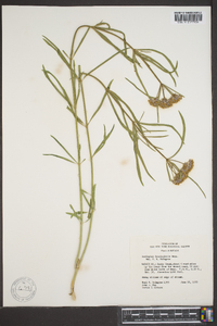 Asclepias fascicularis image