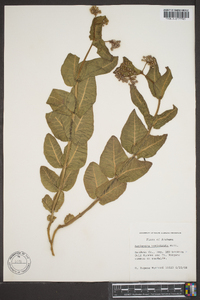 Asclepias humistrata image