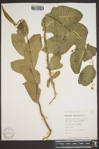 Asclepias humistrata image